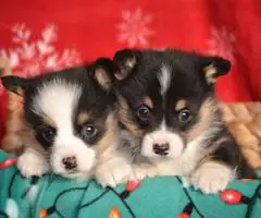Christmas Pembroke Welsh Corgi puppies
