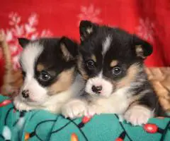 Christmas Pembroke Welsh Corgi puppies