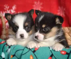 Christmas Pembroke Welsh Corgi puppies