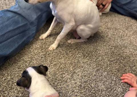 3 male Rat Terrier Chihuahua puppies for Christmas