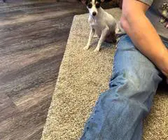 3 male Rat Terrier Chihuahua puppies for Christmas