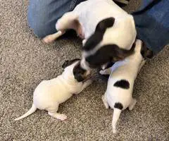 3 male Rat Terrier Chihuahua puppies for Christmas