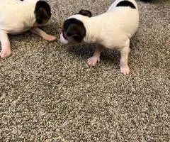 3 male Rat Terrier Chihuahua puppies for Christmas