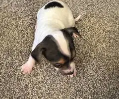 3 male Rat Terrier Chihuahua puppies for Christmas