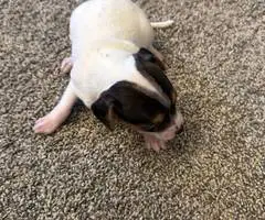 3 male Rat Terrier Chihuahua puppies for Christmas