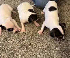 3 male Rat Terrier Chihuahua puppies for Christmas