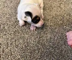 3 male Rat Terrier Chihuahua puppies for Christmas