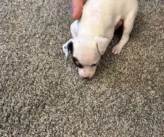 3 male Rat Terrier Chihuahua puppies for Christmas