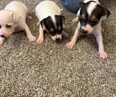 3 male Rat Terrier Chihuahua puppies for Christmas