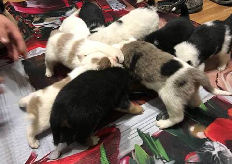 Texas heeler puppies