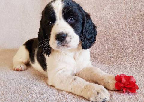 3 English Springer Spaniel puppies for sale
