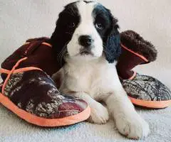 3 English Springer Spaniel puppies for sale
