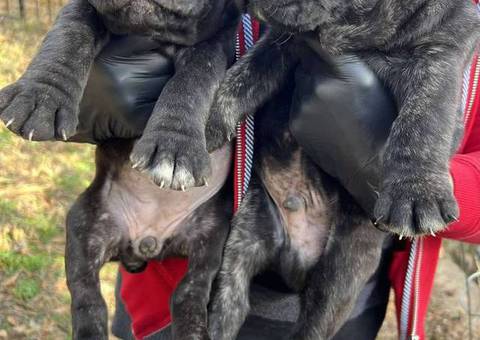 Cane Corso puppy for sale
