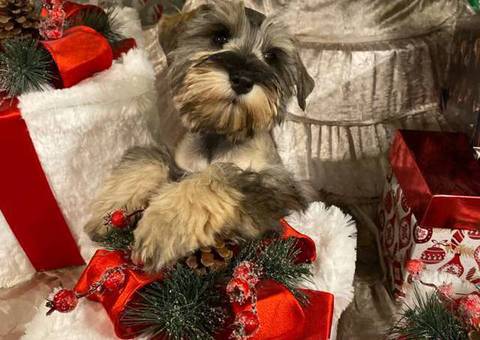Cute Mini Schnauzer Puppies for Sale