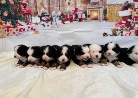 8 AKC Bernese Mountain dog puppies for sale