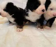 8 AKC Bernese Mountain dog puppies for sale