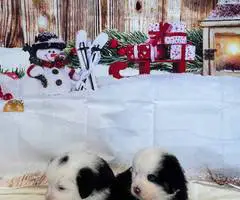 8 AKC Bernese Mountain dog puppies for sale