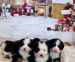 8 AKC Bernese Mountain dog puppies for sale