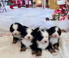 8 AKC Bernese Mountain dog puppies for sale