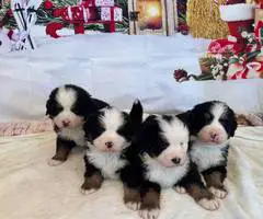 8 AKC Bernese Mountain dog puppies for sale