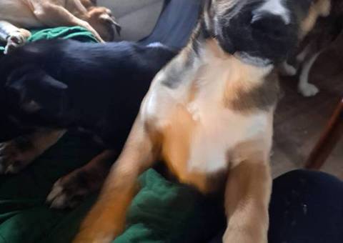 4 Boxer Husky mix puppies available