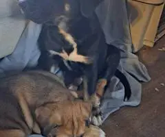 4 Boxer Husky mix puppies available