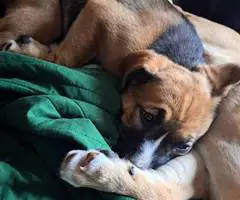 4 Boxer Husky mix puppies available