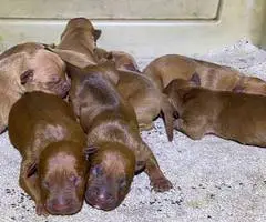 6 XL Pitbull Puppies looking for a home