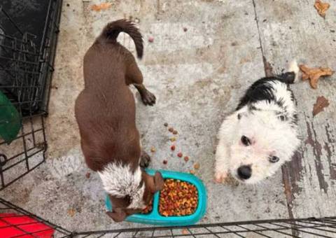 2 small Jack Chi puppies for sale