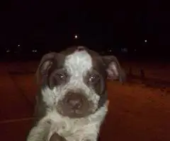 2 small Jack Chi puppies for sale