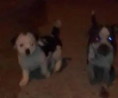 2 small Jack Chi puppies for sale