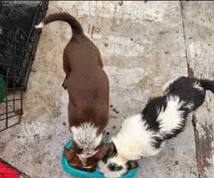 2 small Jack Chi puppies for sale