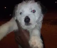 2 small Jack Chi puppies for sale