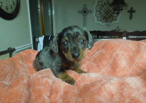 Dapple Smooth Mini Dachshund puppies
