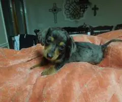 Dapple Smooth Mini Dachshund puppies