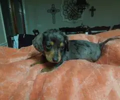 Dapple Smooth Mini Dachshund puppies