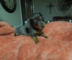 Dapple Smooth Mini Dachshund puppies