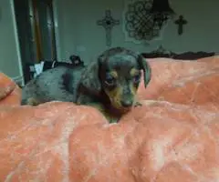 Dapple Smooth Mini Dachshund puppies
