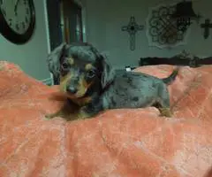 Dapple Smooth Mini Dachshund puppies