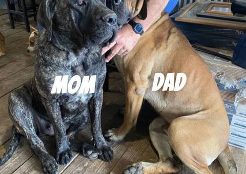 Brindle and Apricot English Mastiff puppies for Sale