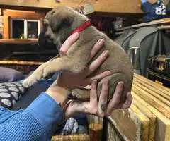 Brindle and Apricot English Mastiff puppies for Sale