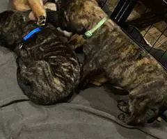 Brindle and Apricot English Mastiff puppies for Sale