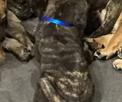 Brindle and Apricot English Mastiff puppies for Sale
