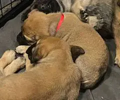 Brindle and Apricot English Mastiff puppies for Sale