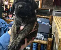 Brindle and Apricot English Mastiff puppies for Sale