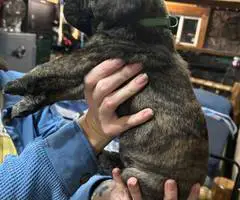 Brindle and Apricot English Mastiff puppies for Sale