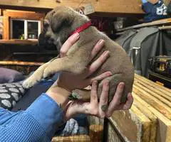 Brindle and Apricot English Mastiff puppies for Sale