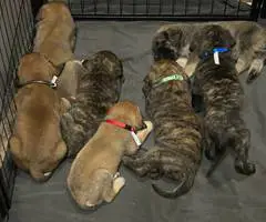 Brindle and Apricot English Mastiff puppies for Sale