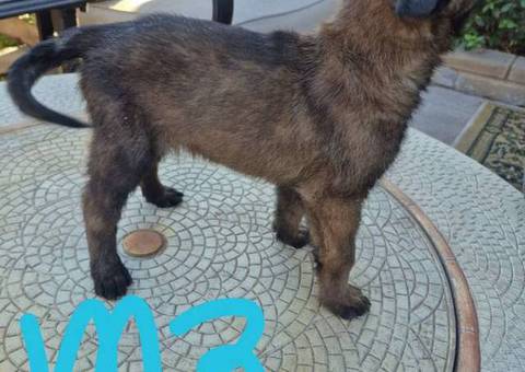 Belgian Malinois 8 week old puppies