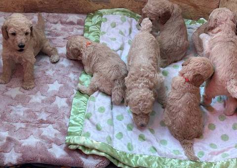 Red and Apricot Standard Poodle pups for sale